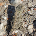 Ground Agama
