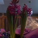 Hyacinth
