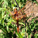 Flame Skimmer[Female]