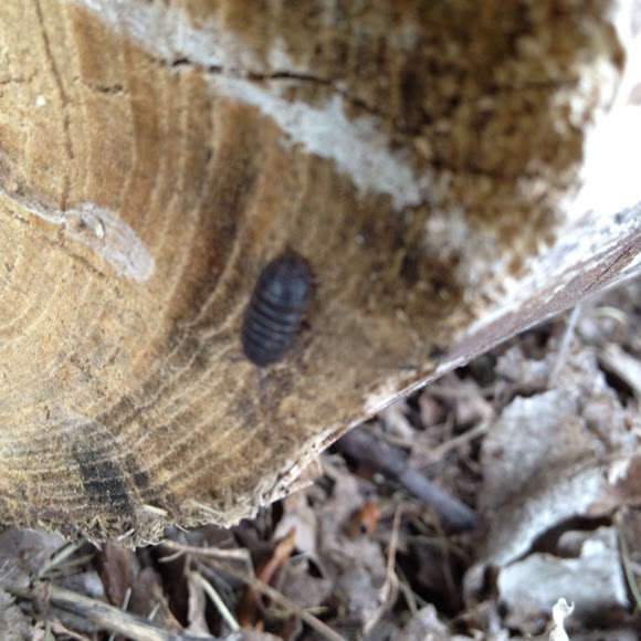 Spotting Image 1