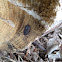 Common pill bug
