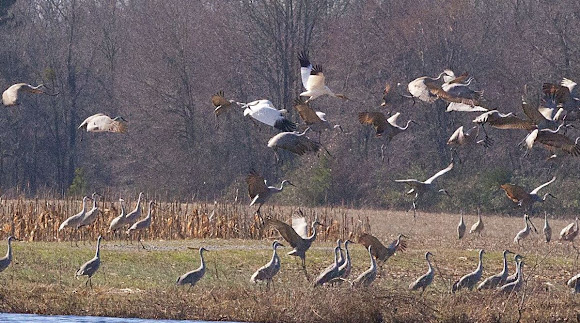 Spotting Image 1