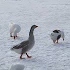 Domestic Chinese x Greylag hybrid