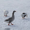 Domestic Chinese x Greylag hybrid