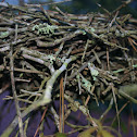 bird nest