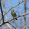 Palm Warbler