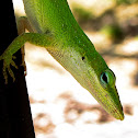 Carolina Anole