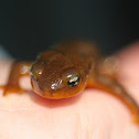 California Newt or Orange-Bellied Newt