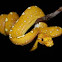 Chondro python