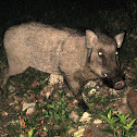 wild boar