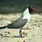 Laughing Gull