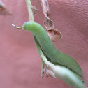Caterpilar