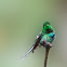 Green Thorntail