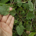 Mediterranean stork's bill
