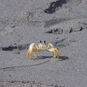 Atlantic Ghost Crab