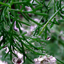 Chinese  Parsley