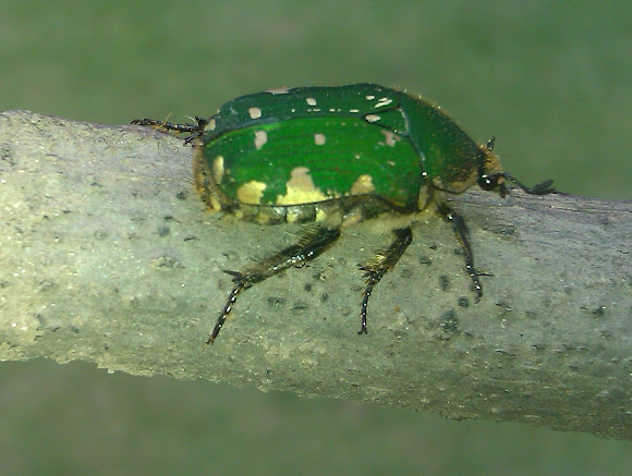 Spotting Image 1