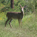 White tail deer (buck)