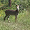 White tail deer (buck)