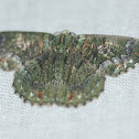 Moth