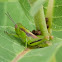 Differential Grasshopper