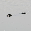 American Alligator