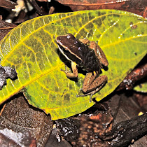 Amphibians of Para, Brazil