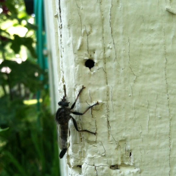 Spotting Image 1