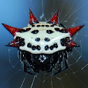 Crab-like Spiny Orb Weaver