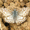 Tropical Checkered Skipper