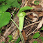 Jack-in-the-Pulpit