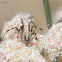 Western Spotted Orbweaver