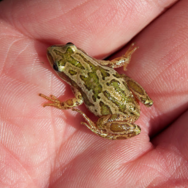 Boreal Chorus Frog Project Noah