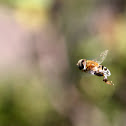 Drone Fly