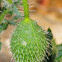 poppy bud, capullo de amapola