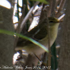 Wood Warbler; Mosquitero Silbador