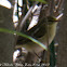 Wood Warbler; Mosquitero Silbador