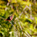 Spiny crab spider