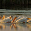 American White Pelican