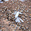 Termites flying out of the nest