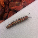 Caterpillar