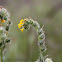 Douglas' Fiddleneck