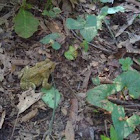 American Toad