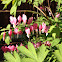 Bleeding Heart