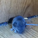 mouse