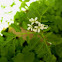 Hairy Bittercress