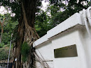 Courtyard Heritage Tree 