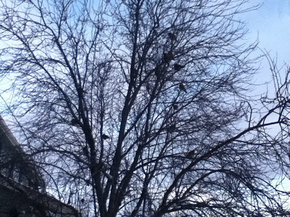 Spotting Image 1