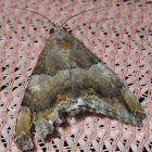 Noctuid Moth