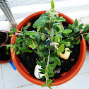 Olive tree